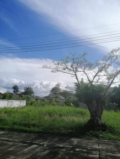 ที่ดิน 2200000 เชียงใหม่ หางดง บ้านแหวน